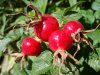Rosehip.jpg