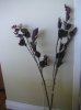 purple leaf.jpg