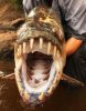 fish1.jpg