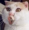 kitty7.jpg
