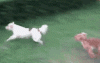 亲耐哒~你这小短腿害了你~~.gif