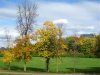 Hog's Back Park.jpg