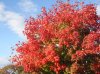 Dsc00385b.jpg