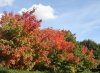 Dsc00391b.jpg