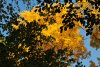 DSC_0091 (800x536).jpg