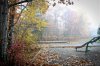 dew_forest1.jpg