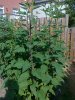 20120722181.jpg