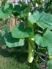 20120722179.jpg