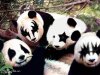 panda4.jpg