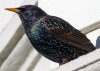 Starling2.jpg