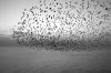 starlings-e1276713669193.jpg