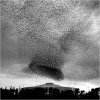 starlings_richardbarnes.jpg