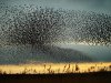 starlings_07.jpg