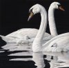Henley's%20Royal%20Family%20-%20Mute%20Swan%20family%20100.jpg