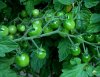 sweet-million-cherry-tomato-august-2010.jpg