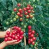 cherry-tomato-sweet-million-f1-.jpg