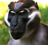 sooty-mangabey.jpg