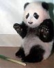panda.jpg