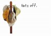 hats_off.jpg