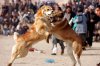 dog-fight1.jpg