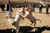 dog-fight-in-Afghanistan.jpg