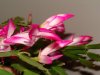 DSC01788.jpg