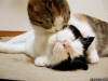 13260433.gif