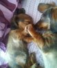dog dog4.jpg