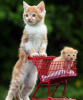 cat cat2.png