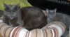 cat cat3.png