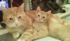 cat cat4.png