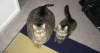 cat cat5.png