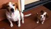 dog dog5.png