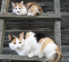 cat cat6.png