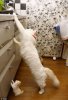 cat cat7.jpg