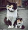 cat cat8.png