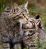 cat cat9.png