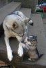 dog dog3.jpg