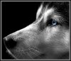 1414314-lg.jpg