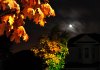 24_03NightLeaves10.jpg