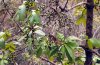 %E8%B1%86%E8%85%90%E6%9E%9CBuchanania%20latifolia.jpg