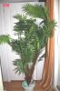tree_9-0015-90-50k.jpg