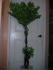 green leaf tree.jpg