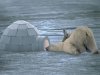 igloo-10249.jpg