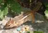squirrel.jpg