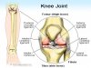 knee_joint.jpg