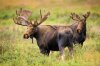 Moose_main_1_t620.jpg