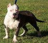 american-pit-bull-terrier1.jpg