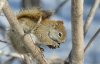 IMG_4642cf.jpg