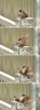 麻雀.jpg